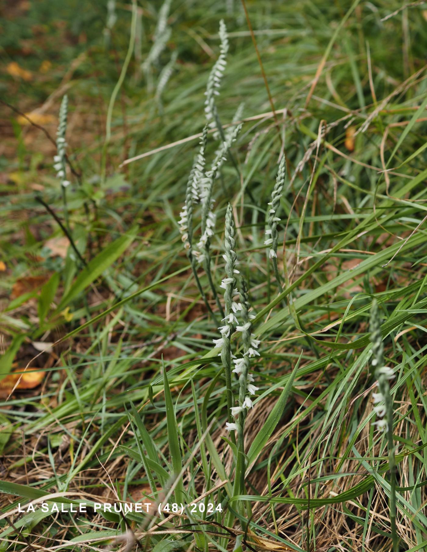 Lady's Tresses, Autumn plant